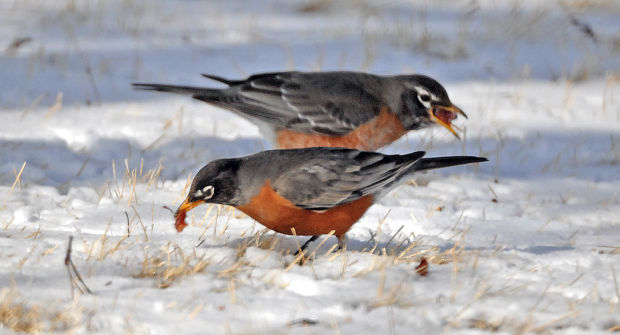 5165c90547ceb.preview-620